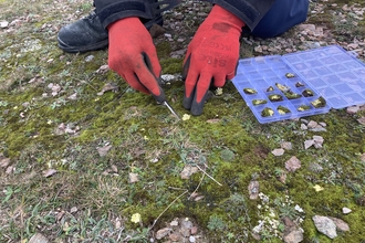 A man wearing red gloves is using a small tool to removed lichen from the ground to place into a plastic box. 