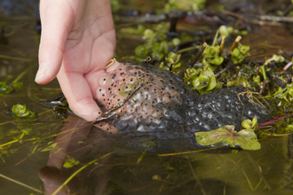 A hand dipped in frogspawn in a pond