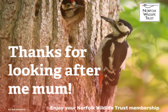 a woodpecker on a tree feeding a chick with the words 'thanks for looking after me mum! Enjoy your Norfolk Wildlife Trust membership'