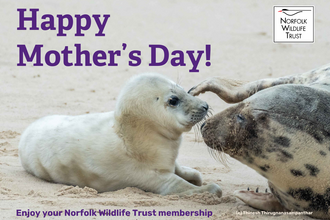 A pair of seals with the text 'Happy Mother's Day! Enjoy your Norfolk Wildlife Trust membership'