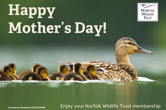 An image of a duck and ducklings with the text 'Happy Mother's Day! Enjoy your Norfolk Wildlife Trust membership'