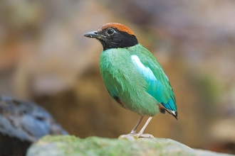A green, black and red hooded pitta bird standing on a rock