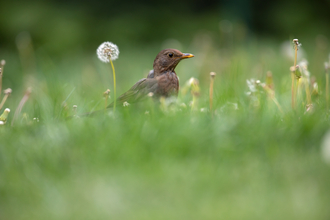 A blackbird nestled among lush green grass and dandelions.