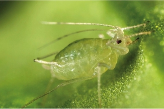 Close up view of a greenfly aphid