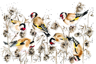 Goldfinches on seedheads