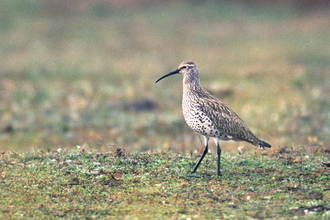 Picture of a walking slender-billed curlew