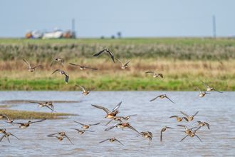 Ducks and lapwings in flight over water at Cley Marshes.