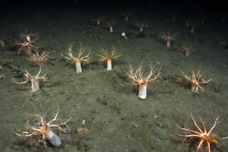 A forest of seacucumber on the seabed. The seacucumber have white bases and orangey-pink tops, with several arms extending from the top of the base