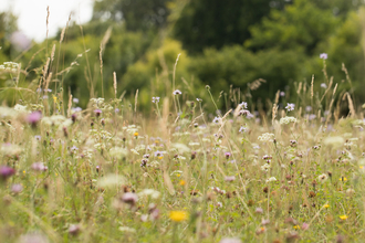 Lots of white, purple and yellow wildflowers growing in a field