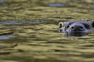 An otter pops its head out of the water, looking towards the camera