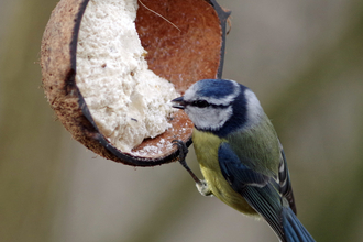 A blue tit sits on a wooden half-circle bird feeder