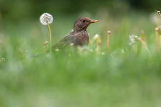 A blackbird amongst the summer grass