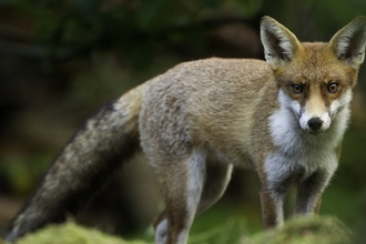 An orangey brown fox with pointed ears stands and looks at the camera