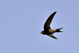 A swift flying through a blue sky
