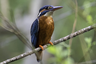 A kingfisher perched on a tree branch