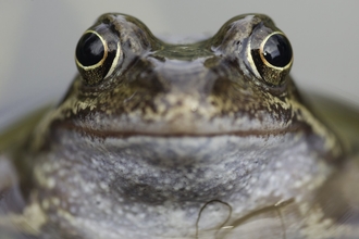 Common frog in a garden pond looks at the camera
