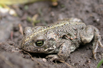 A dark brown natterjack toad sits in wet brown mud. It has one dark green and black eye visible and has a bumpy body texture.