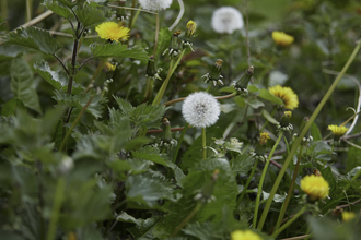 Yellow dandelion flowerheads and grey dandelion seedheads scattered amongst green leaves