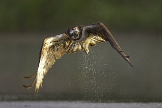 A brown and white osprey flying above the water, with its wings outstretched