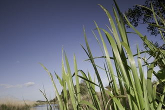Reedbed and green reed plants against a blue sky