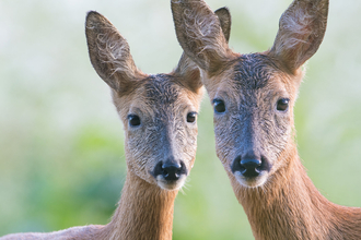 Two brown roe deer with large pointed ears lean their heads together and look towards the camera