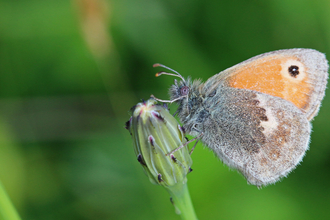 An orange and brown small heath butterfly sits on a green shoot