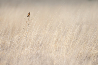 A stonechat sits on a thin branch in a field of light yellow tall grass, pictured from a distance