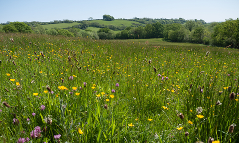 Lowland meadow and pasture