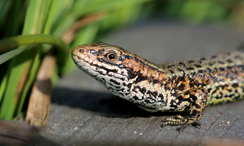 Common lizard