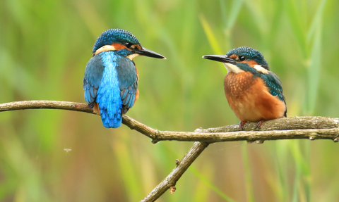 Kingfishers