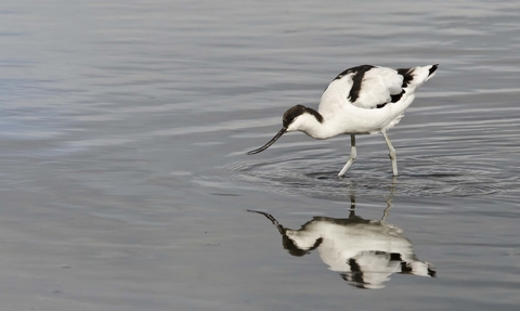 Avocet