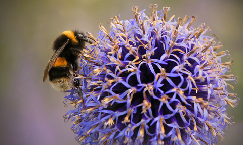 Buff-tailed Bumblebee