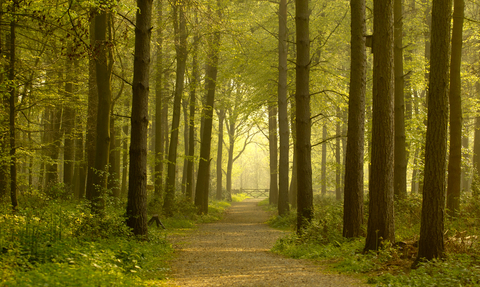 Path leading through forest, The Wildlife Trusts 