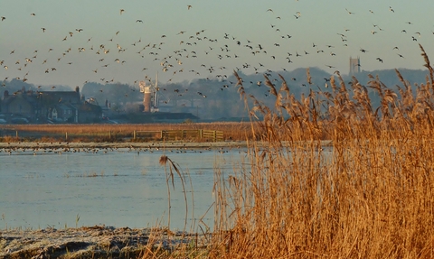 Watery marshland at NWT Cley Marshes, with golden reeds in the foreground and a windmill in the background, with a flock of birds flying across the sky