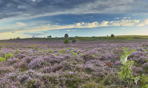 Open heathland at NWT Roydon Common, with purple heather and green plants covering the ground