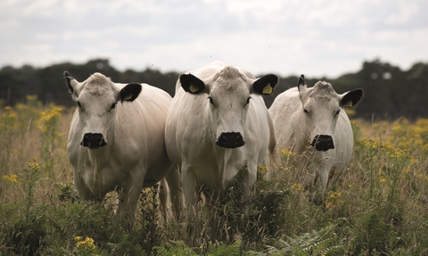 Three white cows stand together facing the camera. There are yellow flowers around them and the sky is cloudy. 