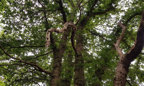 A photo from below looking up at a canopy of trees and twisty tree trunks. 