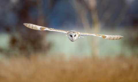 Barn owl flying against a blurred background