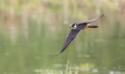 A hobby flying over water on the hunt for insects