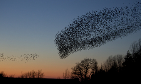 Starling murmuration heading to roost at sunset