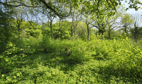 A green Honeypot Wood, with trees and bushes filling the ground