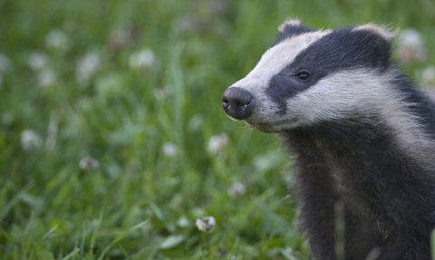 A badger against a grassy background