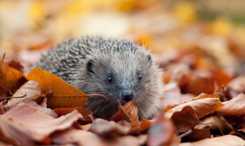 An close-up image of a hedgehog surrounded by orange autumnal leaves.