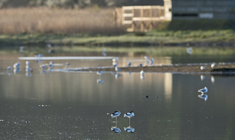Birds on the water pictured from a hide at Cley