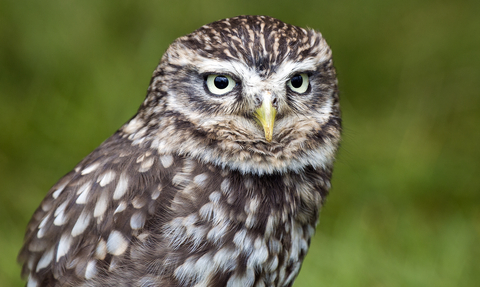 A close up photo of a little owl with a blurred green background. 