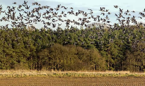 Geese flying over farmland 
