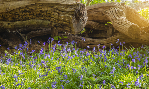 A carpet of bluebells next to deadwood in a forest