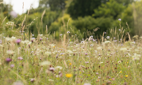 A meadow with white, yellow and pink flowers in the summertime.