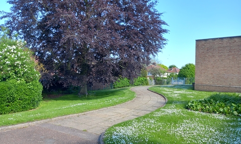 A path surrounded by green grass covered in wildflowers, with a large tree on one side