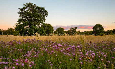 A field of grasses and purple flowers with trees in the background